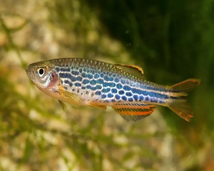Tipi di Danio (24 foto): Leopardo, fluorescente e perla, Hopra e Vellegal, tipi di pesce colorato verde e giallo 11555_6