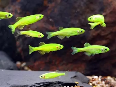 Tipos de Danio (24 fotos): Leopard, fluorescente e perla, Hopra e velegal, tipos de peixes de cor verde e amarelo 11555_7