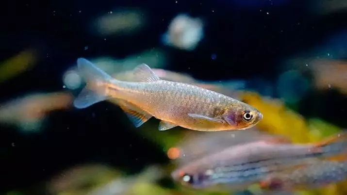 Typesdị Danio (24 Foto): agụ, fluorescent na Pearl, hopra na vellegal, ụdị azụ na-acha akwụkwọ ndụ 11555_9