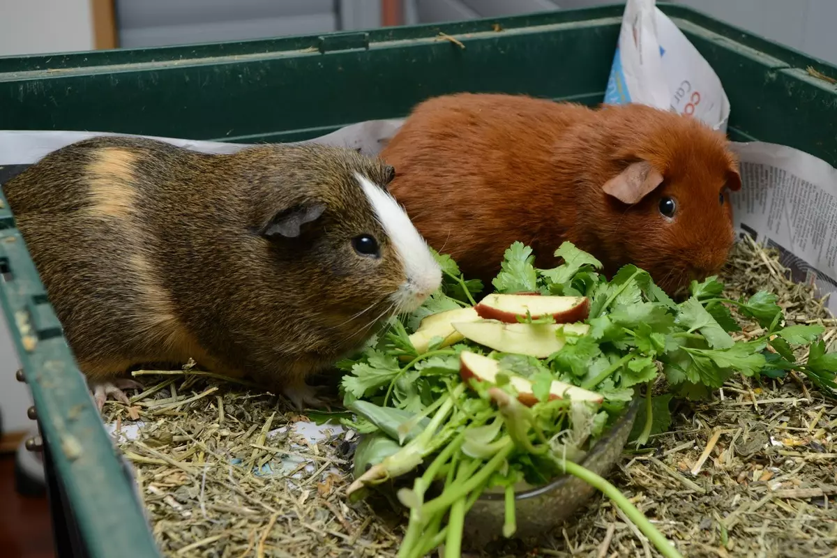 מזון עבור גינאה חזירים קטן אחד: להאכיל עבור 400-900 גרם, הרכב שלהם. 