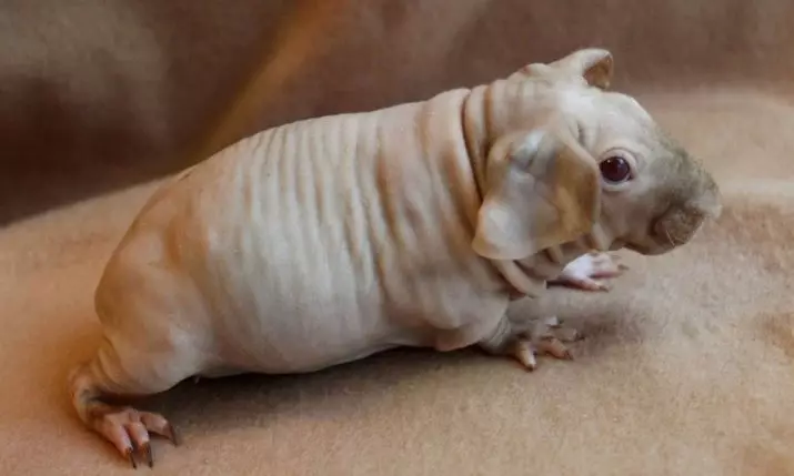 Skinny Guineea Pig (30 fotografii): Descrierea rasei. Câți rozători cheli locuiesc acasă? Îngrijire și conținut. Ce să hrănești? 11580_10