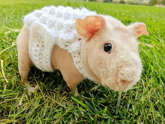 Skinny Guinea Pig (30 φωτογραφίες): Περιγραφή φυλής. Πόσα φαλακρά τρωκτικά ζουν στο σπίτι; Φροντίδα και περιεχόμενο. Τι να ταΐσει; 11580_16