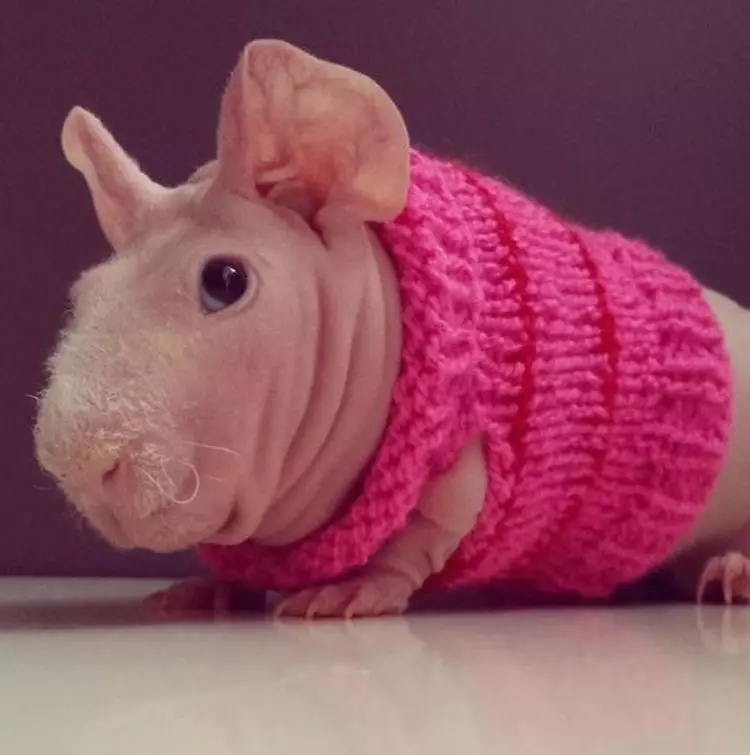 Skinny Guinea Pig (30 fotogrāfijas): Šķirnes apraksts. Cik kails grauzēji dzīvo mājās? Aprūpe un saturs. Ko barot? 11580_19