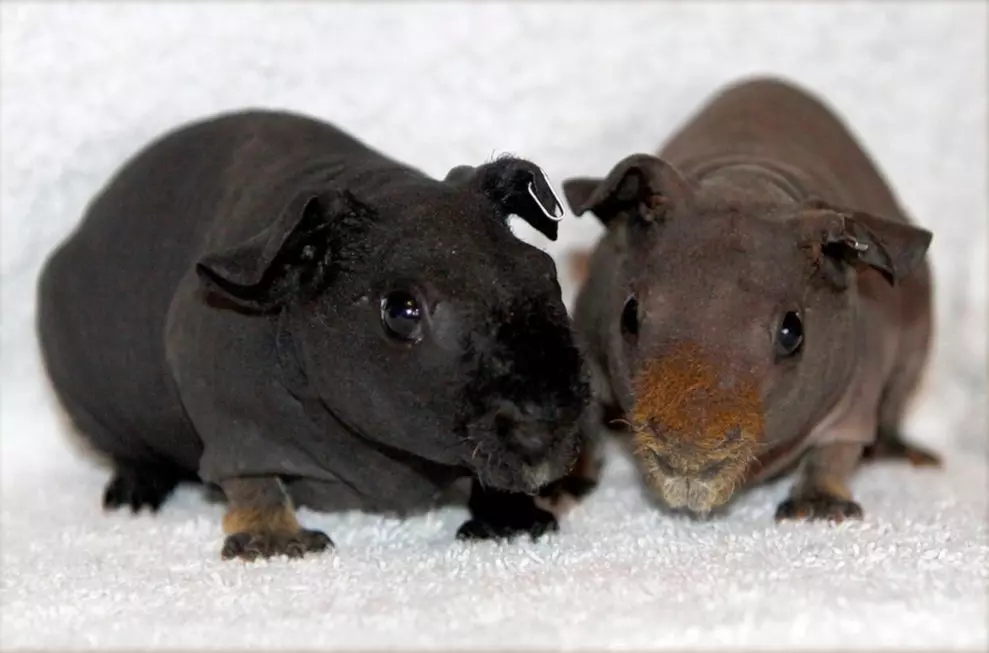 Pig Skinny Guinea (30 fotos): Descripció de la raça. Quants rosegadors calbs viuen a casa? Cura i contingut. Què alimentar? 11580_2