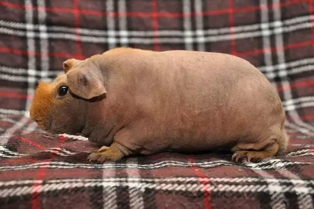 Pig Skinny Guinea (30 fotos): Descripció de la raça. Quants rosegadors calbs viuen a casa? Cura i contingut. Què alimentar? 11580_21