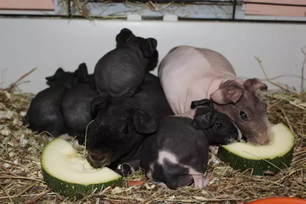 Skinny Guineea Pig (30 fotografii): Descrierea rasei. Câți rozători cheli locuiesc acasă? Îngrijire și conținut. Ce să hrănești? 11580_23