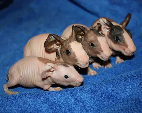 Skinny Guinea Pig（30張）：品種描述。家裡住多少禿頭囓齒動物？護理和內容。餵什麼？ 11580_24