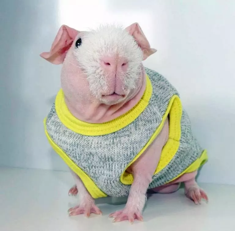 Skinny Guinea Pig (30 ảnh): Mô tả giống. Có bao nhiêu loài gặm nhấm hói sống ở nhà? Chăm sóc và nội dung. Thức ăn gì? 11580_27