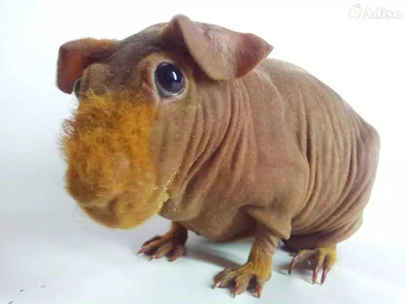 Skinny Guinea Pig（30張）：品種描述。家裡住多少禿頭囓齒動物？護理和內容。餵什麼？ 11580_28