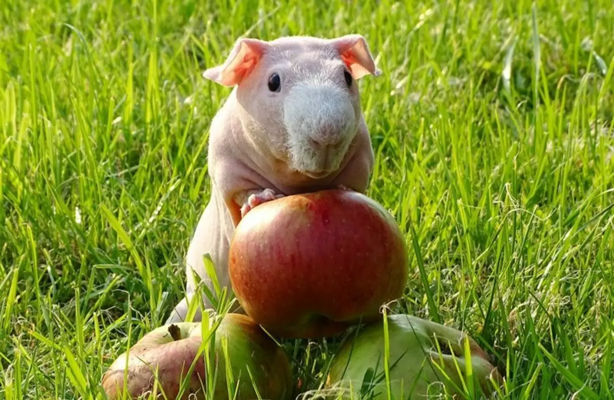 Skinny Guinea Pig (30 ảnh): Mô tả giống. Có bao nhiêu loài gặm nhấm hói sống ở nhà? Chăm sóc và nội dung. Thức ăn gì? 11580_29