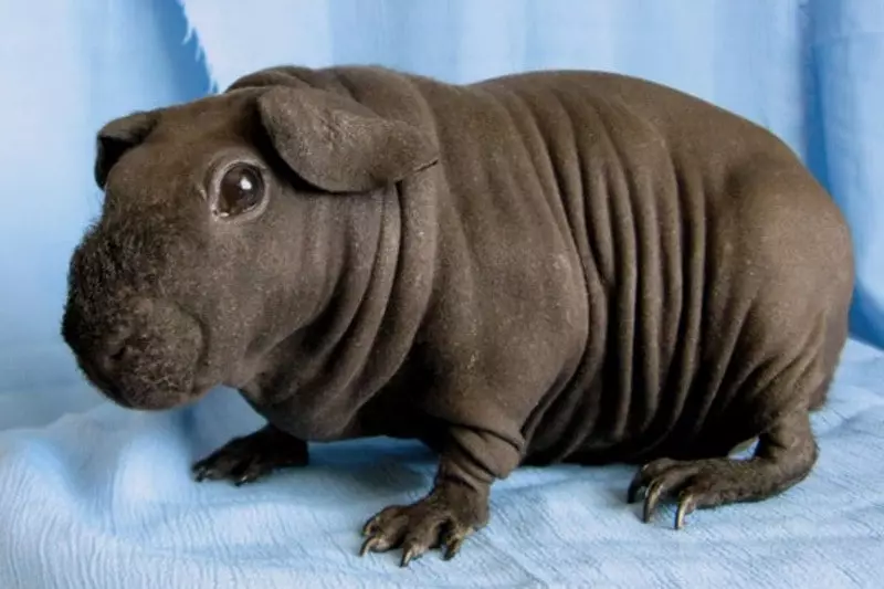 Skinny Guinea Pig (30 Fotos): Zuchtbeschreibung. Wie viele kalte Nagetiere leben zu Hause? Pflege und Inhalt. Was zum Füttern? 11580_3