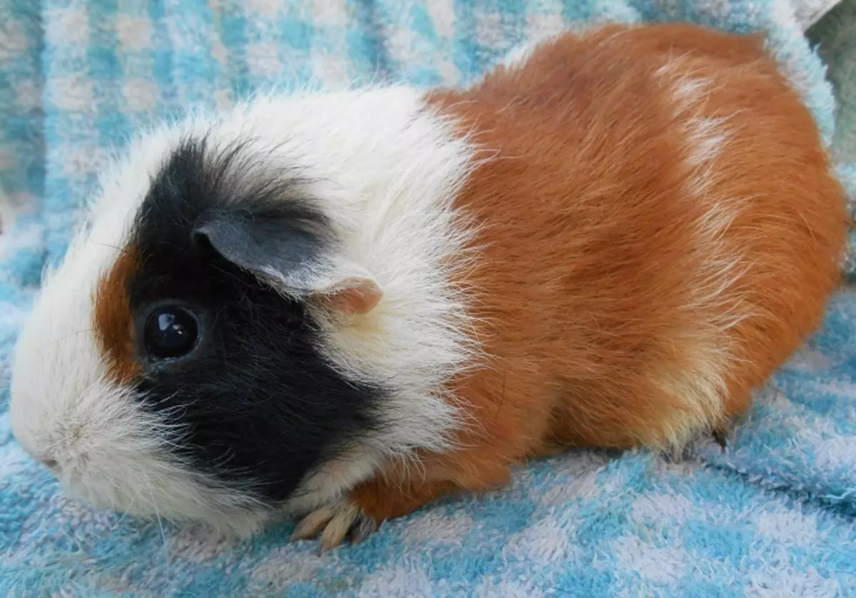 Skinny Guinea Pig (30 φωτογραφίες): Περιγραφή φυλής. Πόσα φαλακρά τρωκτικά ζουν στο σπίτι; Φροντίδα και περιεχόμενο. Τι να ταΐσει; 11580_4