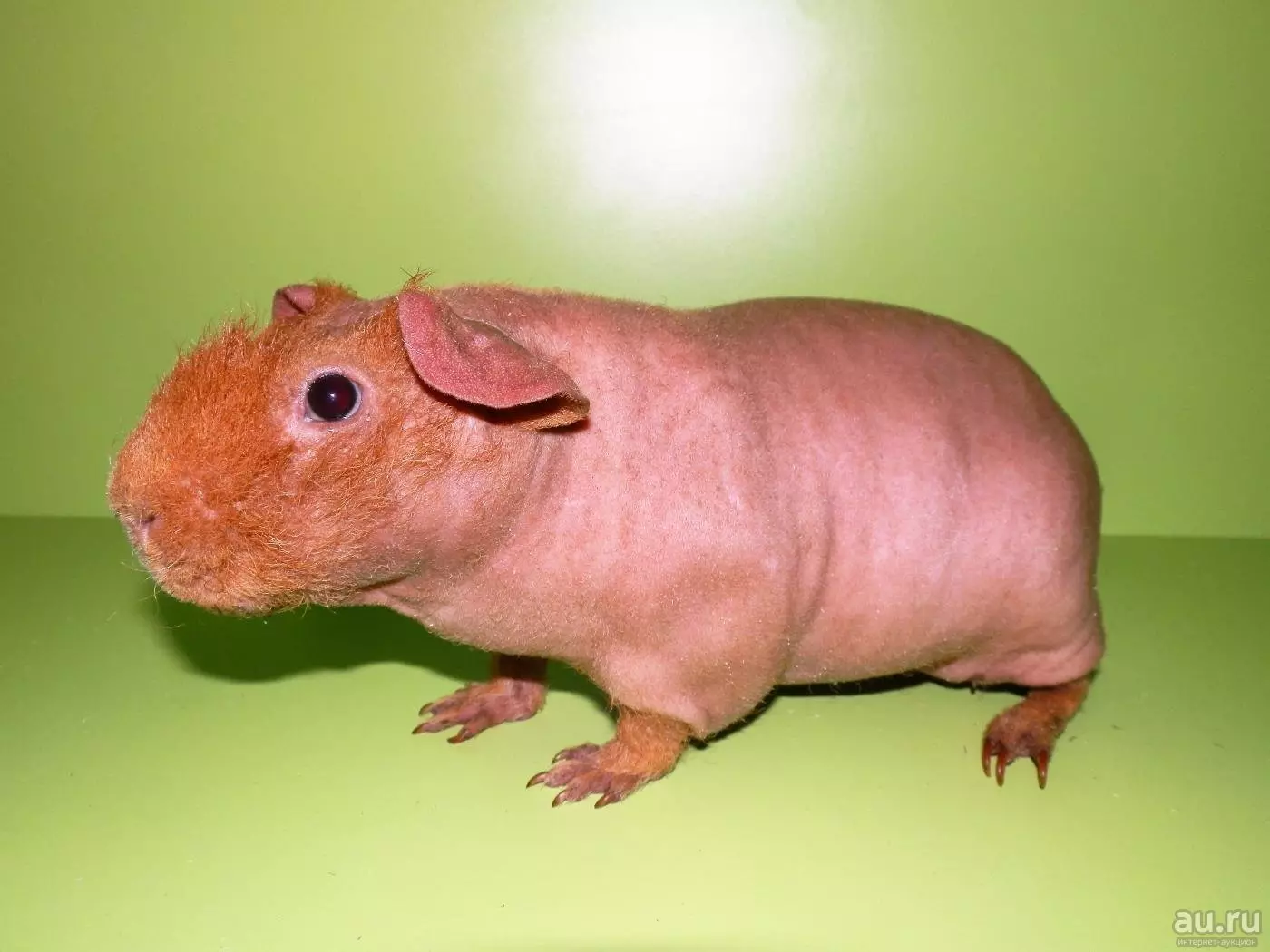 Skinny Guinea Pig (30 լուսանկար). Bre եղատեսակի նկարագրությունը: Քանի ճաղատ կրծող է ապրում տանը: Խնամք եւ բովանդակություն: Ինչ կերակրել: 11580_6