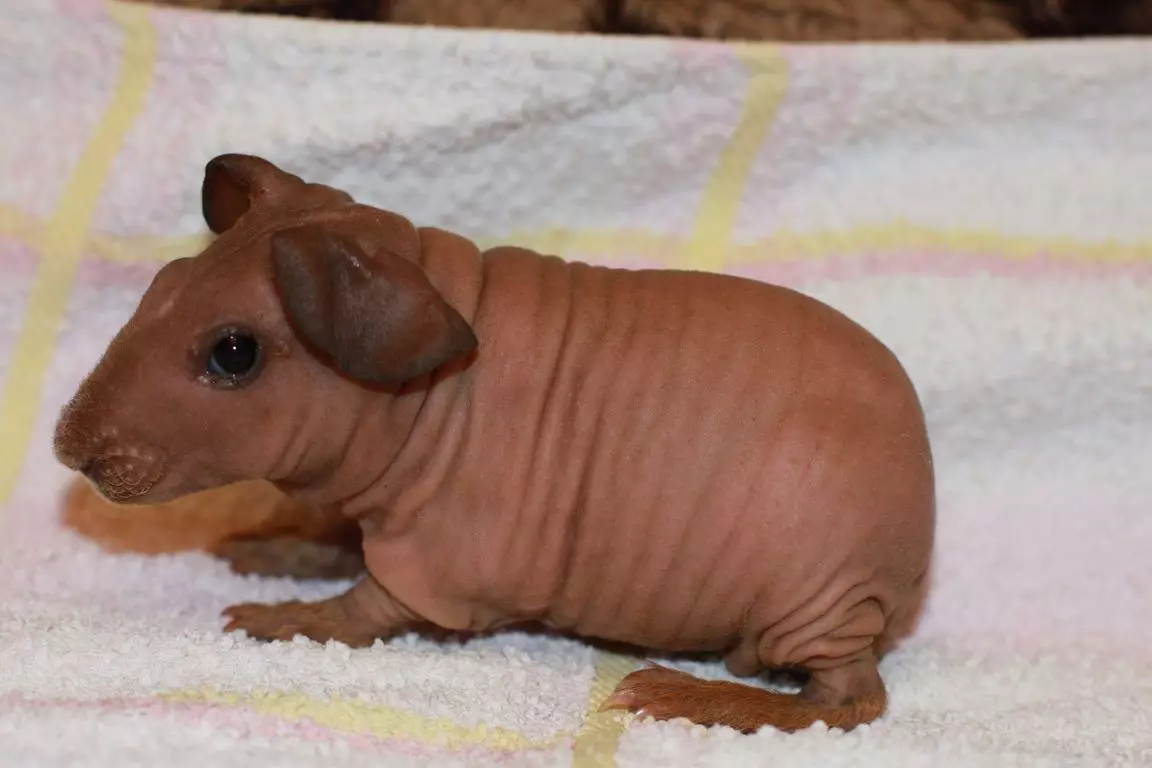 Skinny Guinea Pig (30 φωτογραφίες): Περιγραφή φυλής. Πόσα φαλακρά τρωκτικά ζουν στο σπίτι; Φροντίδα και περιεχόμενο. Τι να ταΐσει; 11580_7