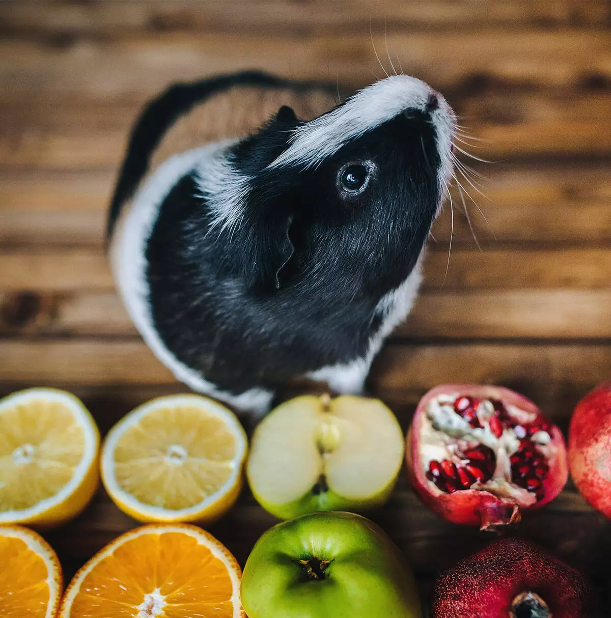 Wat om it guinea-pig te fieden? 57 Foto hokker feed yt se thús? Is it mooglik om har bananen en mandaren te jaan? List fan produkten dy't fiede op Guinea-bargen 11581_12