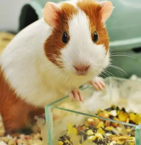 Wat om it guinea-pig te fieden? 57 Foto hokker feed yt se thús? Is it mooglik om har bananen en mandaren te jaan? List fan produkten dy't fiede op Guinea-bargen 11581_2