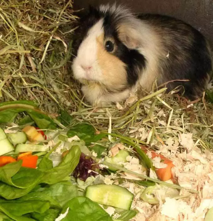What to feed the guinea pig? 57 photo What feed are they eating at home? Is it possible to give them bananas and tangerines? List of products that feed on guinea pigs 11581_25