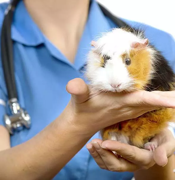 Wat te voeren de cavia? 57 Foto Welk voer eten ze thuis? Is het mogelijk om ze bananen en mandarijnen te geven? Lijst van producten die op cavia's voeden 11581_5