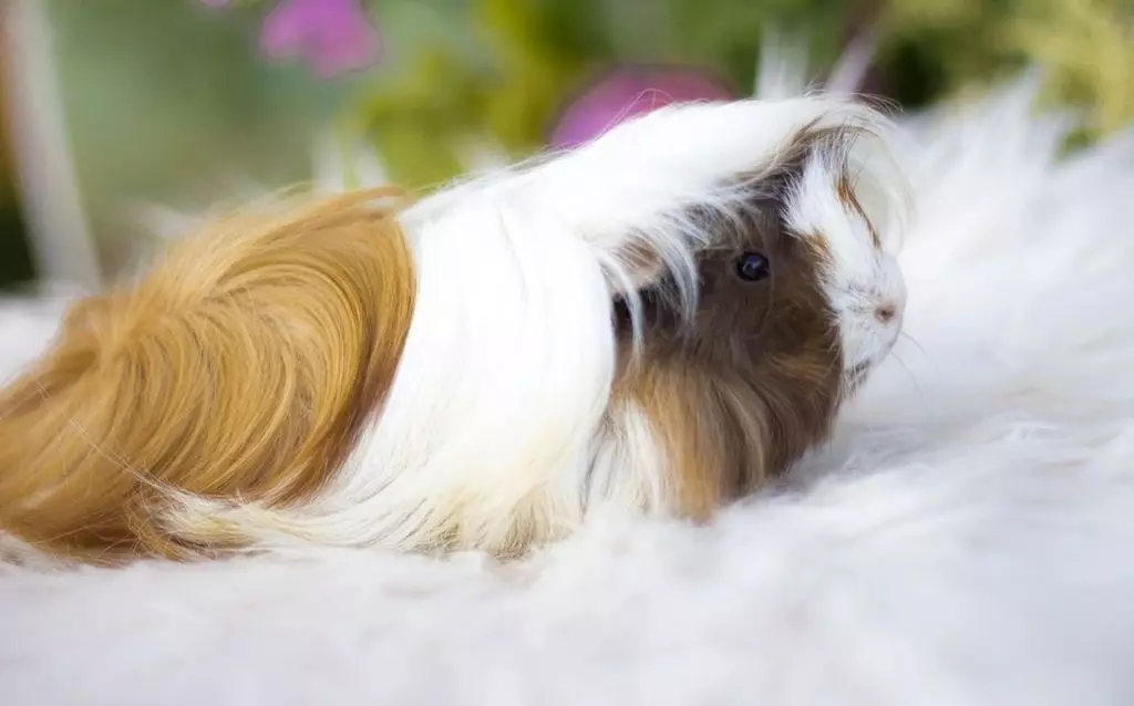 Peruvian guinea pig (24 photos): Description of the breed and peculiarities 11585_18