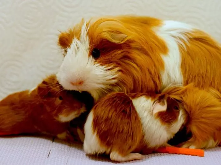 Pig PeruVian Guinea (24 Foto): Deskripsi jenis dan kekhasan 11585_20