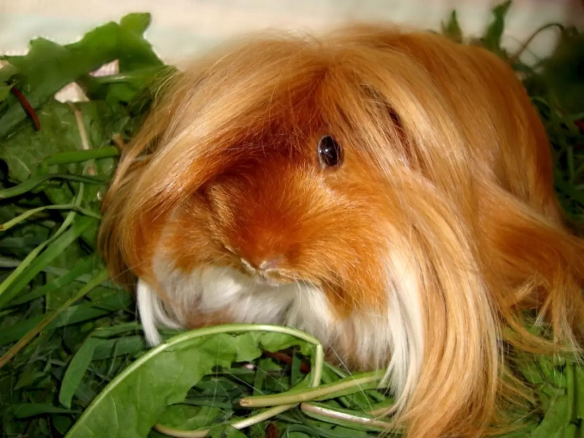 Peruvian Guinea Nguruve (24 photos): Tsananguro yeiyo Breed uye neculiarities 11585_22