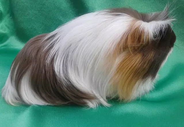 I-Peruvin Guinea Pig (izithombe ezingama-24): Incazelo yohlobo lokuzala kanye nobungqabavu 11585_23