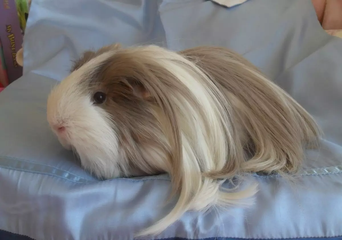 Peruvian guinea pig (24 photos): Description of the breed and peculiarities 11585_24