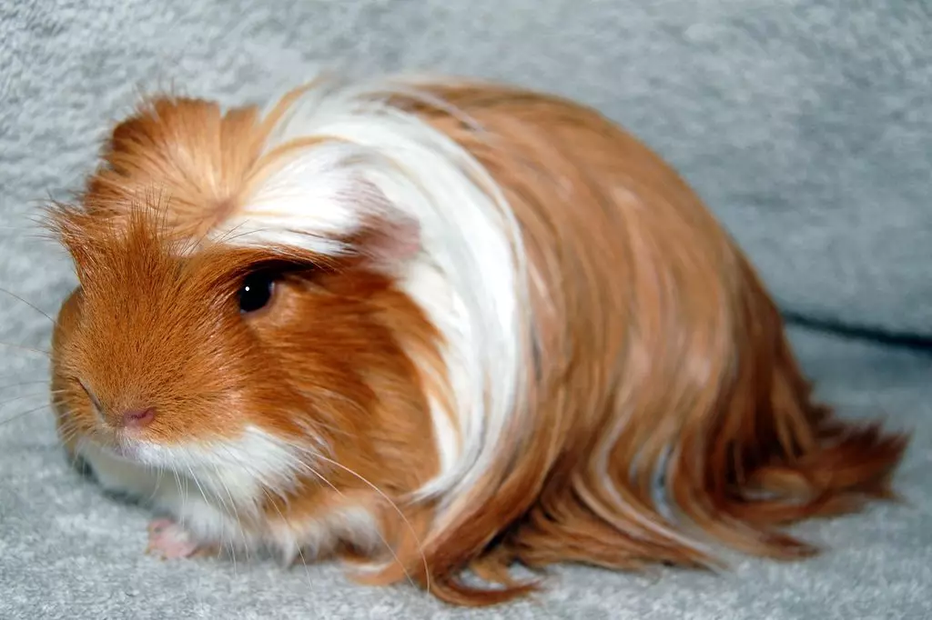 Peruvian guinea pig (24 photos): Description of the breed and peculiarities 11585_4