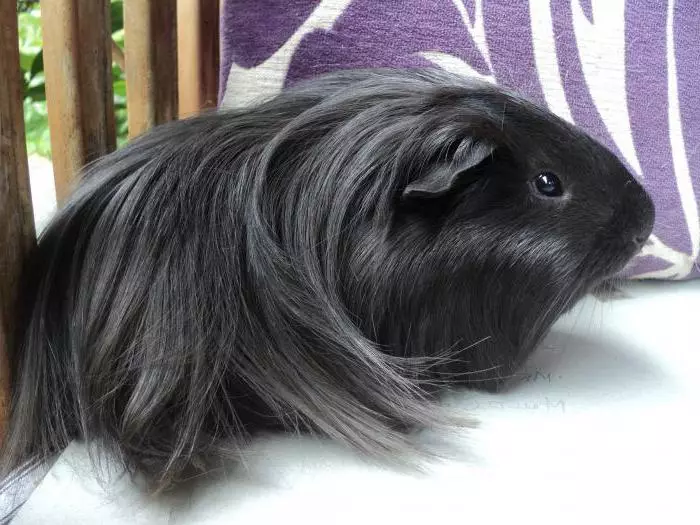 Puvian Guinea Pig (24 ata): Faʻamatalaga o le ituaiga ma uiga ese 11585_5