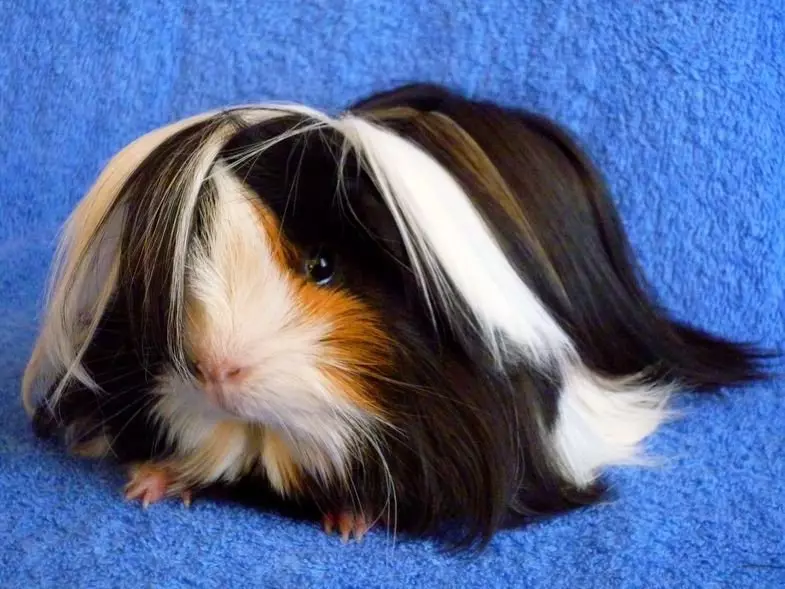 Pig PeruVian Guinea (24 Foto): Deskripsi jenis dan kekhasan 11585_6