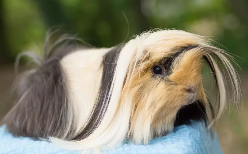 Peruvian guinea pig (24 photos): Description of the breed and peculiarities 11585_7