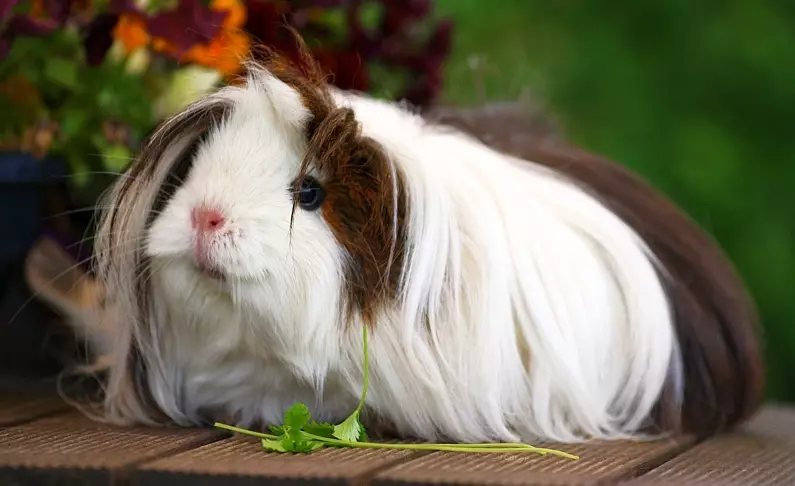 Peruvian guinea pig (24 photos): Description of the breed and peculiarities 11585_8