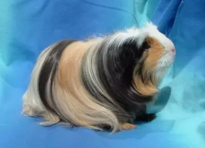 لمبی بالوں والی گنی سور (38 فوٹو): Fluffy Pigtail سور اور تاج کی تفصیل، Shaggy ٹیکسل اور بال Luninkaria 11588_10