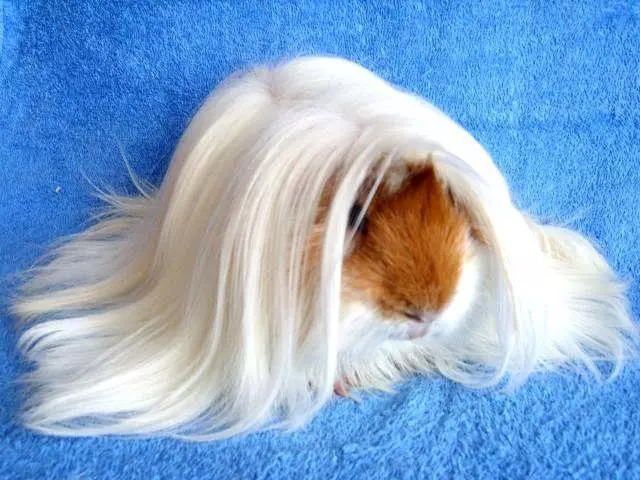 لمبی بالوں والی گنی سور (38 فوٹو): Fluffy Pigtail سور اور تاج کی تفصیل، Shaggy ٹیکسل اور بال Luninkaria 11588_17