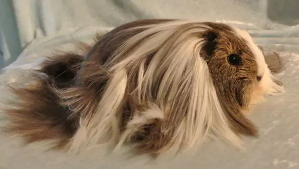 Uzun saçlı guinea donuz (38 şəkil): tüklü pigtail donuzlarının təsviri və tac, Shaggy Texel və Tüklü Luninkaria 11588_21
