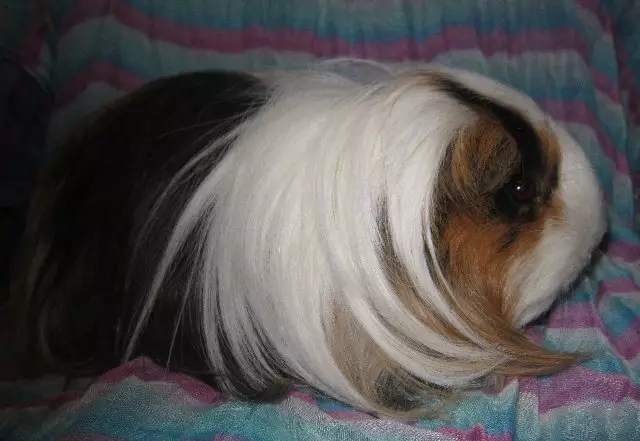 Długowłosa świnka morska (38 zdjęć): Opis puszystej pigtail świni i korony, Shaggy Texel i włochaty Luninkaria 11588_22