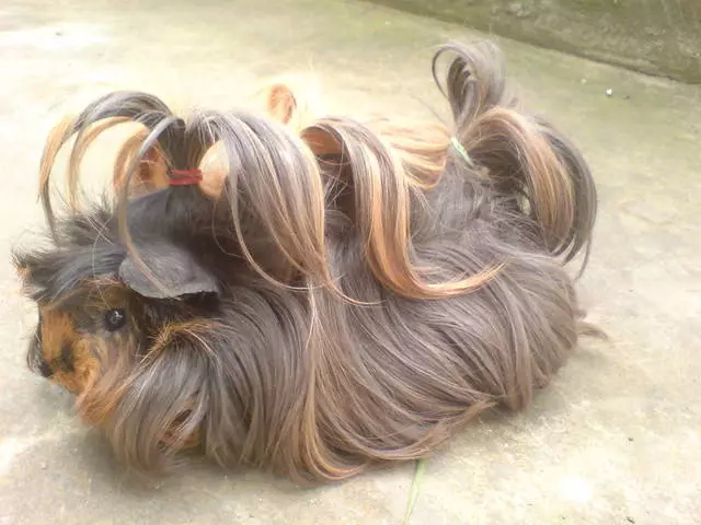 لمبی بالوں والی گنی سور (38 فوٹو): Fluffy Pigtail سور اور تاج کی تفصیل، Shaggy ٹیکسل اور بال Luninkaria 11588_7
