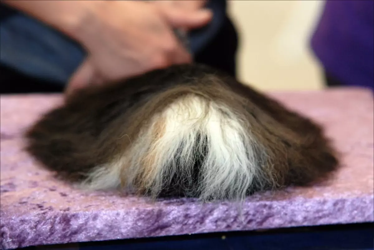 لمبی بالوں والی گنی سور (38 فوٹو): Fluffy Pigtail سور اور تاج کی تفصیل، Shaggy ٹیکسل اور بال Luninkaria 11588_9