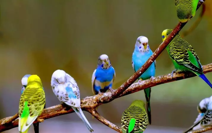 작은 앵무새 (30 개 사진) : 작은 앵무새의 종. 무엇을 그들은보고 몇 년은 집에서 살고 있습니까? 11592_17