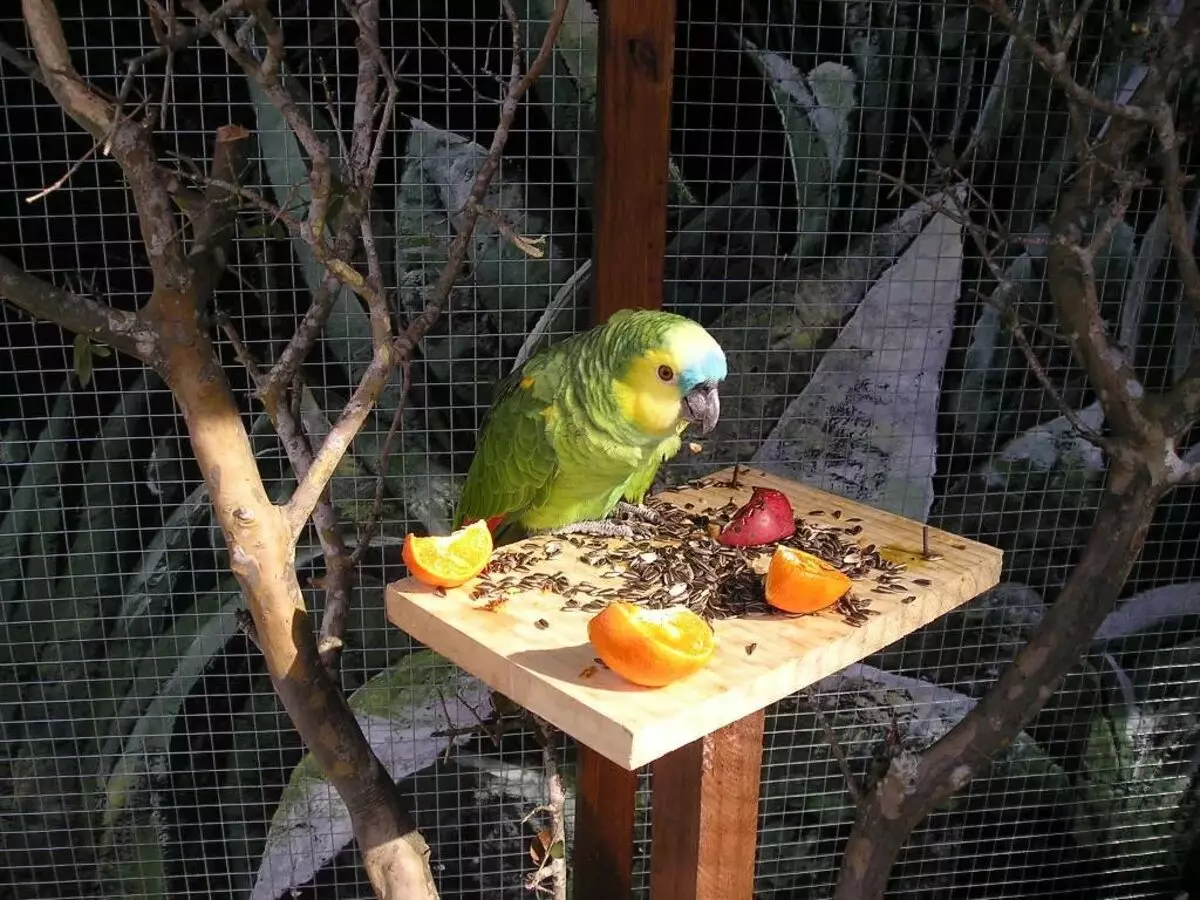 Что можно попугаям из фруктов. Питание волнистых попугаев. Клетка для попугая. Что едят попугаи. Еда для попугаев.