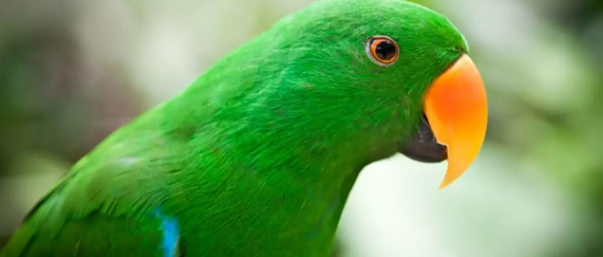 Rohelised papagoid: tõu funktsioone, suured reeglid roheliste papagoide jaoks, omandiülevaadete jaoks