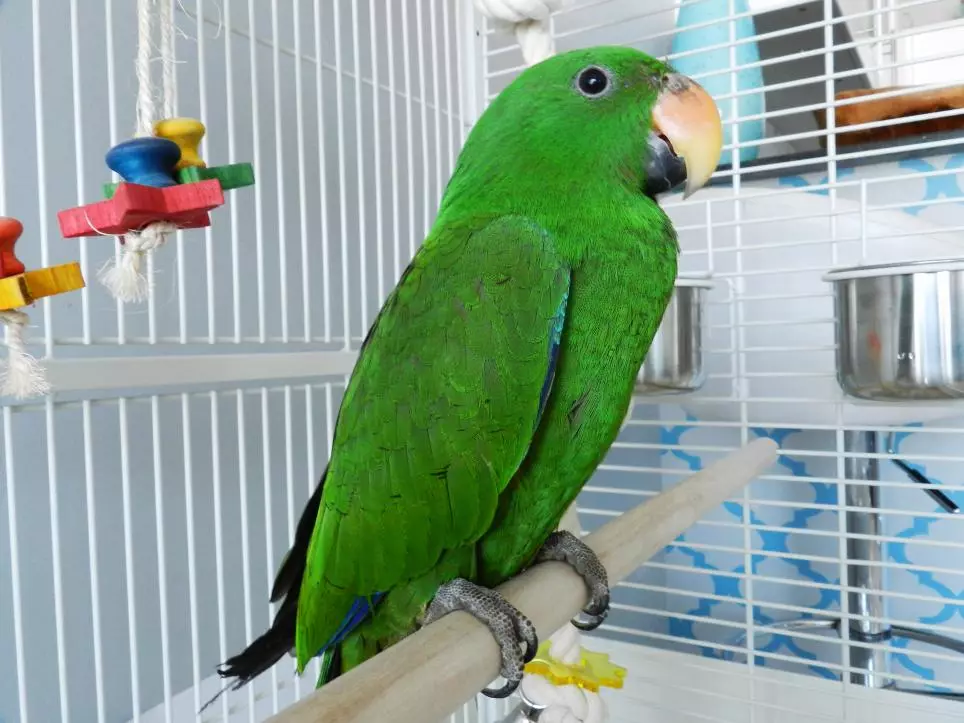Говорящие попугаи в домашних условиях. Попугай жако зеленый. Какарик новозеландский изумрудный. Зеленый попугай порода. Попугай зеленый волнистик.