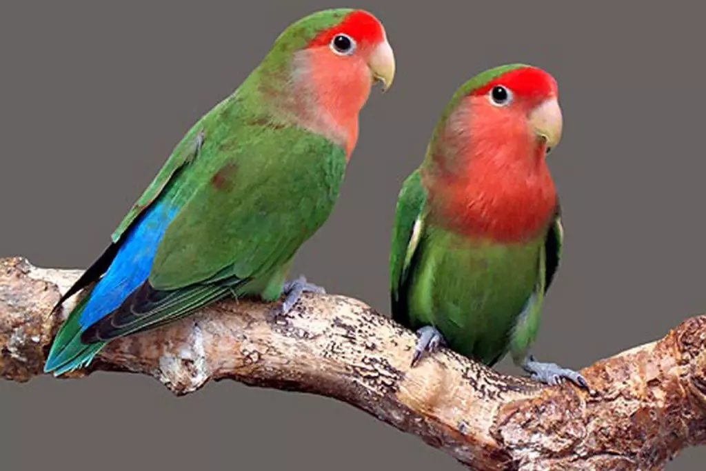 Koľko lásky nežije? Termín existencie doma. Koľko rokov žije papagáj v prírode? 11601_3