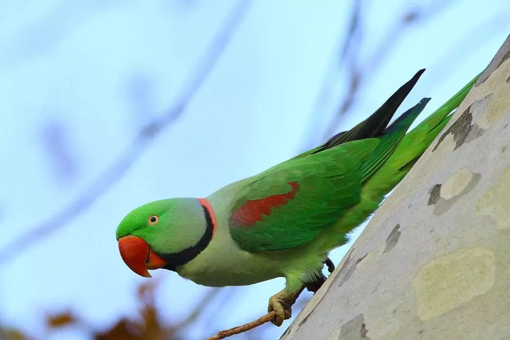 Parrot Alexandrian (35 grianghraf): Comparáid le parrot muince. Cé mhéad parrots Alexandrian Ringed? Gnéithe Molting. Athbhreithnithe Úinéireachta 11609_11