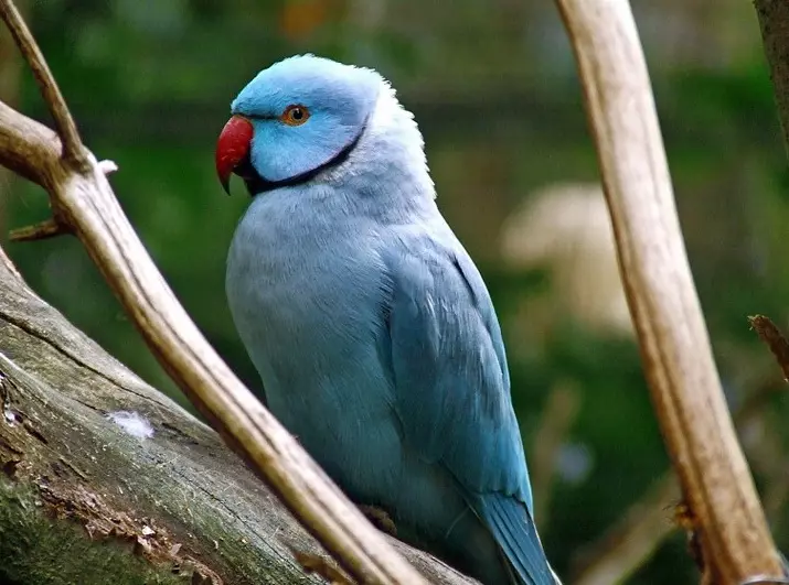 Parrot Alexandrian (35 grianghraf): Comparáid le parrot muince. Cé mhéad parrots Alexandrian Ringed? Gnéithe Molting. Athbhreithnithe Úinéireachta 11609_13