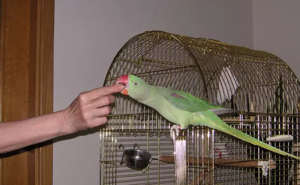 Parrot Alexandrian (35 grianghraf): Comparáid le parrot muince. Cé mhéad parrots Alexandrian Ringed? Gnéithe Molting. Athbhreithnithe Úinéireachta 11609_21