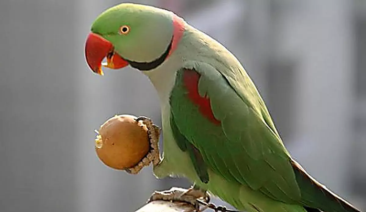 Parrot Alexandrian (35 grianghraf): Comparáid le parrot muince. Cé mhéad parrots Alexandrian Ringed? Gnéithe Molting. Athbhreithnithe Úinéireachta 11609_25