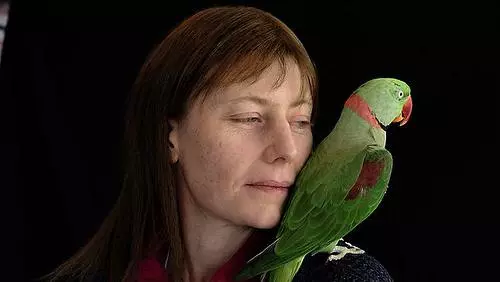 Parrot Alexandrian (35 grianghraf): Comparáid le parrot muince. Cé mhéad parrots Alexandrian Ringed? Gnéithe Molting. Athbhreithnithe Úinéireachta 11609_29