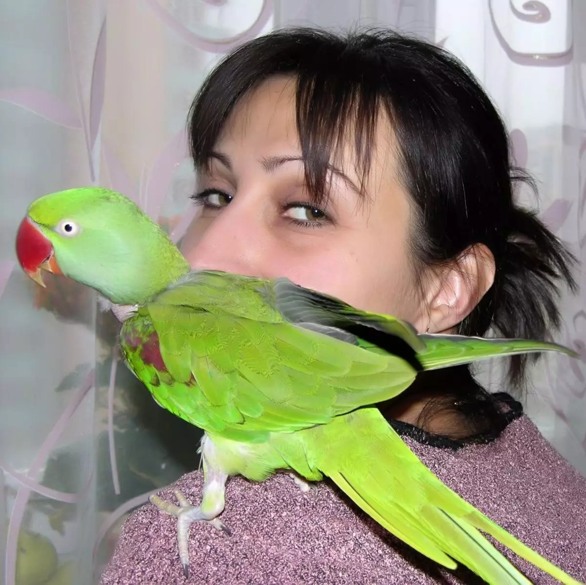 Parrot Alexandrian (35 grianghraf): Comparáid le parrot muince. Cé mhéad parrots Alexandrian Ringed? Gnéithe Molting. Athbhreithnithe Úinéireachta 11609_34