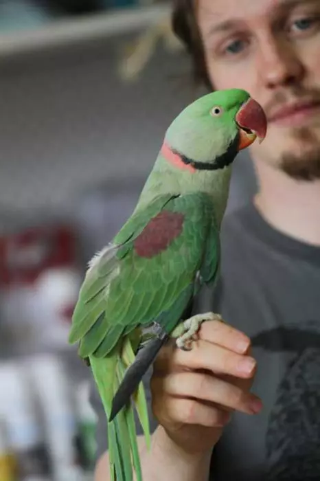 Parrot Alexandrian (35 grianghraf): Comparáid le parrot muince. Cé mhéad parrots Alexandrian Ringed? Gnéithe Molting. Athbhreithnithe Úinéireachta 11609_7